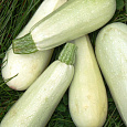Кабачок Обыкновенный Грибовские