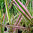Фалярис тростниковый Триколор