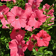 Петуния ампельная F1 Изи Вейв	Корал Риф Петуния ампельная F1 Изи Вейв	Корал Риф