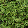 Можжевельник казацкий Кнап Хилл