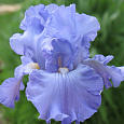 Ирис германский Harbor Blue
