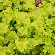 Гейхера  Lime chiffon