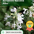 Котовник Фассена Alba Котовник Фассена Alba