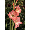Гладиолус крупноцветковый Чимароза Гладиолус крупноцветковый Чимароза