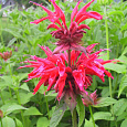 Монарда гибридная Гадэнвью Скарлет