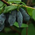 Жимолость съедобная Камчадалка
