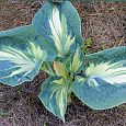 Хоста гибридная Голден Мэдоус