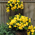 Бегония ампельная Йеллоу Бегония ампельная Йеллоу