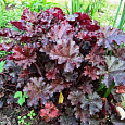 Гейхера гибридная Prince