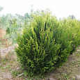 Туя складчатая Корник II