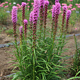 Лиатрис колосковый Кобольд Лиатрис колосковый Кобольд