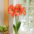Амариллис простой Нагано Амариллис простой Нагано