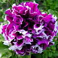 Петуния махровая	Пируэтт парпл Петуния махровая	Пируэтт парпл