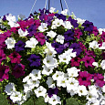 Петуния балконная Смесь окрасок Петуния балконная Смесь окрасок