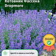 Котовник Фассена Dropmore Котовник Фассена Dropmore