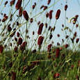 Кровохлебка лекарственная Red Thunder