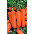 Морковь  Марлинка