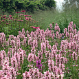 Чистец (Стахис) лекарственный Пинки