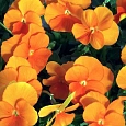 Фиалка рогатая Флорал Пауэр Оранж