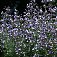 Душевик котовниковый Marvelette Blue