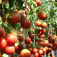 Томат Москвич Томат Москвич