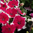 Петуния грандифлора Кутюр Коко