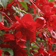 Бегония ампельная Шансон Темно-красная Бегония ампельная Шансон Темно-красная