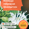 Монарда гибридная Шнеевитхен