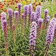 Лиатрис колосковый Кобольд Лиатрис колосковый Кобольд