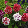 Петуния махровая	Пируэтт микс Петуния махровая	Пируэтт микс