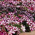 Петуния ампельная F1 Изи Вейв	Бургунди Стар Петуния ампельная F1 Изи Вейв	Бургунди Стар