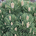 Сосна черная Хорнибрукиана