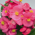 Бегония вечноцветущая зеленолистная Спринт Плюс Роуз Бегония вечноцветущая зеленолистная Спринт Плюс Роуз