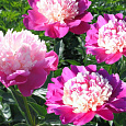 Пион травянистый Гей Пари