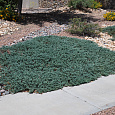 Можжевельник горизонтальный Wiltonii