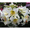 Лилия трубчатая Ригейл Альбум