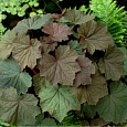 Гейхера гибридная Биг Топ Бронз