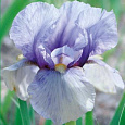 Ирис бородатый Джуниор Пром Ирис бородатый Джуниор Пром