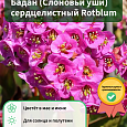 Бадан (Слоновьи уши) сердцелистный Rotblum