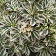 Арабис (Резуха) выступающий Variegata