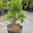 Туя складчатая Корник III Туя складчатая Корник III