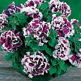 Петуния махровая	Пируэтт парпл Петуния махровая	Пируэтт парпл