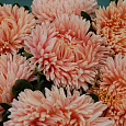 Астра низкорослая Лососевый ковер Астра низкорослая Лососевый ковер