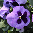 Виола крупноцветковая Экстрада Мид Блю