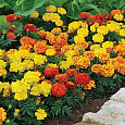 Бархатцы отклоненные Русский Размер F1, смесь Бархатцы отклоненные Русский Размер F1, смесь