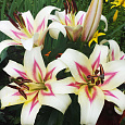 Лилия ОТ-гибрид Бонбини Лилия ОТ-гибрид Бонбини