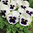 Виола крупноцветковая Матрикс Вайт Блотч
