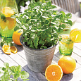 Мята перечная Orange Fresh