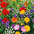 Смесь высоких однолетников Цветочная фантазия