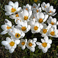 Крокус Ботанический Speciosus alba Крокус Ботанический Speciosus alba